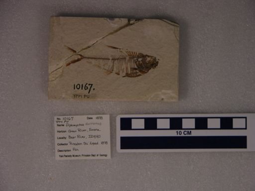 Diplomystus dentatus