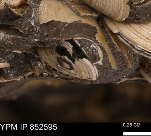 Limopsis striatopunctatus