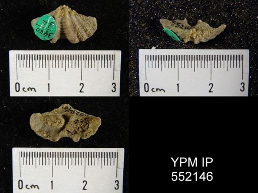 undet. Delthyrididae