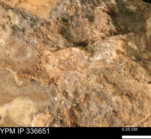 undet. Mollusca