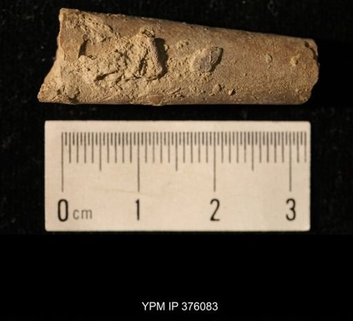 Pseudorthoceras knoxense
