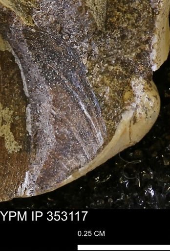 Limopsis striatopunctatus