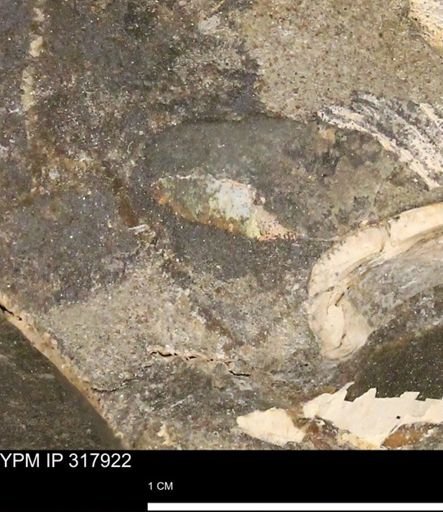 Hoploscaphites sp.