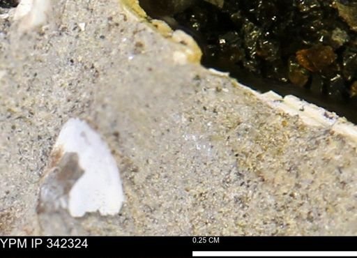 undet. Bivalvia