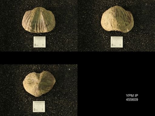 Platystrophia ponderosa