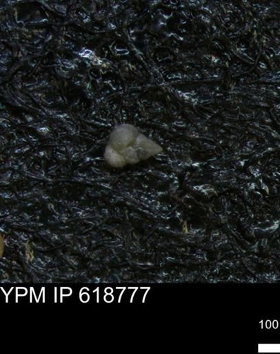 undet. Heterohelicidae
