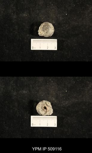 Paraliospira helena