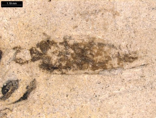 undet. Auchenorrhyncha