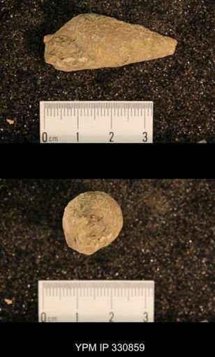 Meekospira peracuta choctawensis