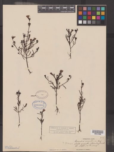 Agalinis maritima