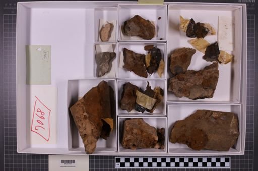 mixed taxa, stratigraphic collection