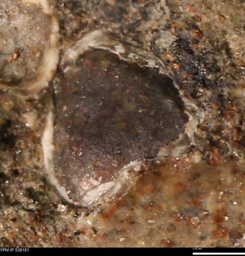 Corbulamella gregaria