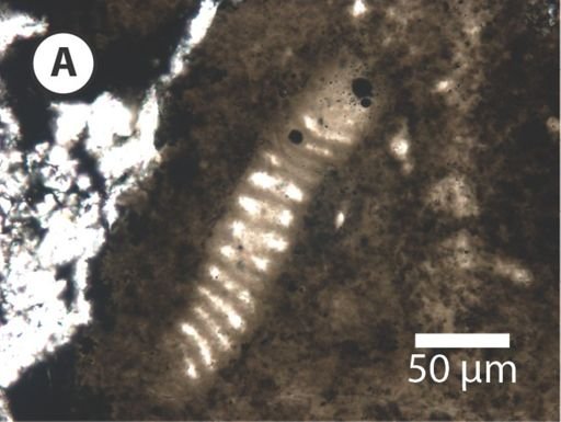 Obruchevella delicata