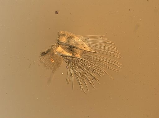 Lagisca floccosa