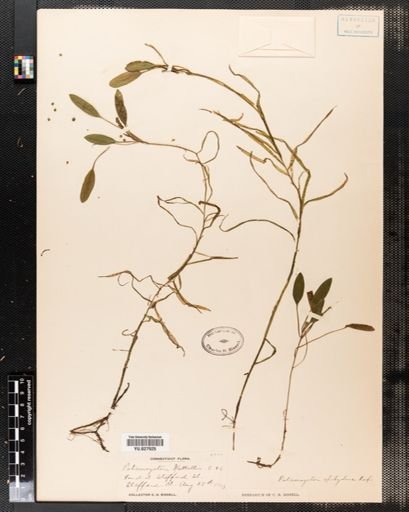 Potamogeton epihydrus