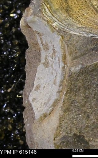 Bivalvia?