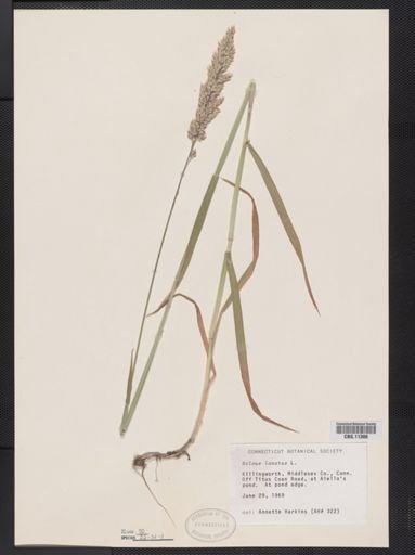 Holcus lanatus