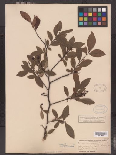 Vaccinium corymbosum