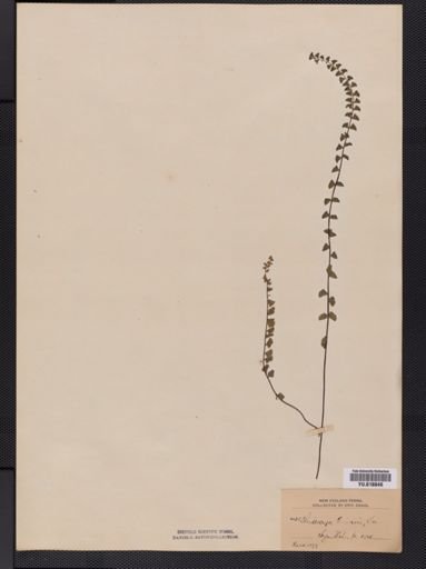 Lindsaea