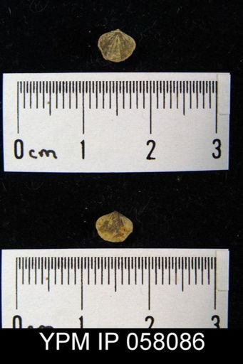 Anoplotheca concava