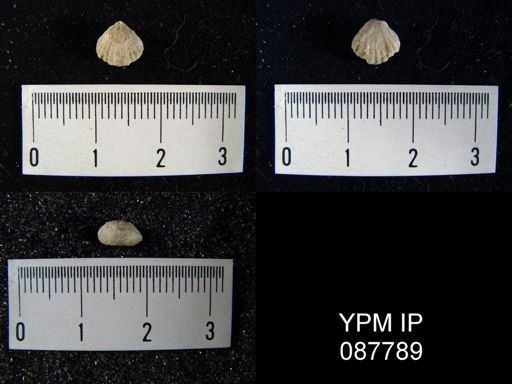 Camarotoechia whitei