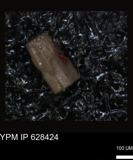 undet. Foraminiferida