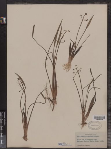 Sagittaria graminea