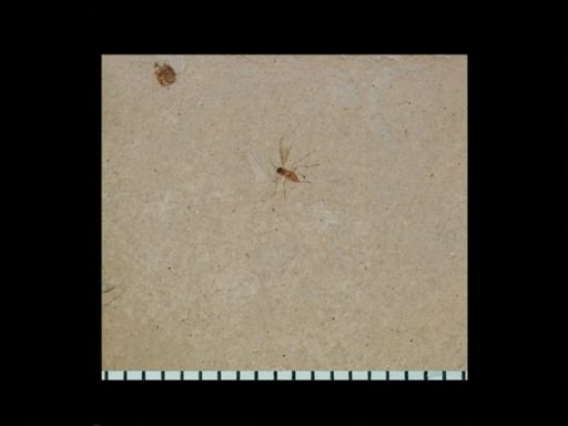 undet. Diptera