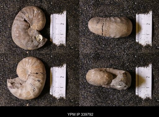 Scaphites whitfieldi