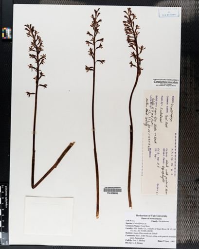 Corallorrhiza