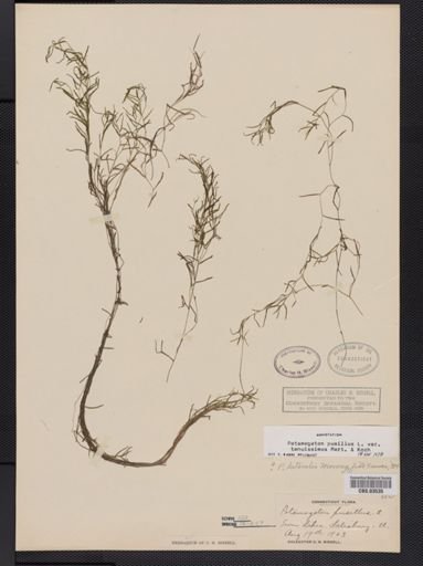 Potamogeton pusillus var. tenuifolius