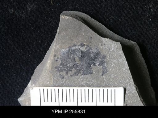 Eurypterida