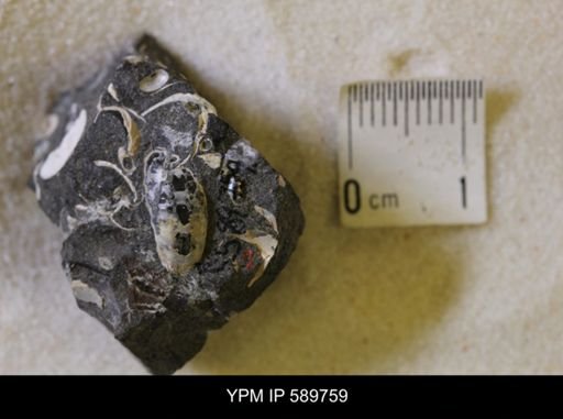 undet. Scaphitidae