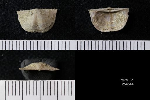 Chonetes sp.