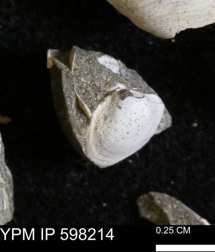 Limopsis striatopunctatus
