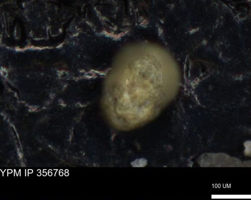 undet. Foraminiferida
