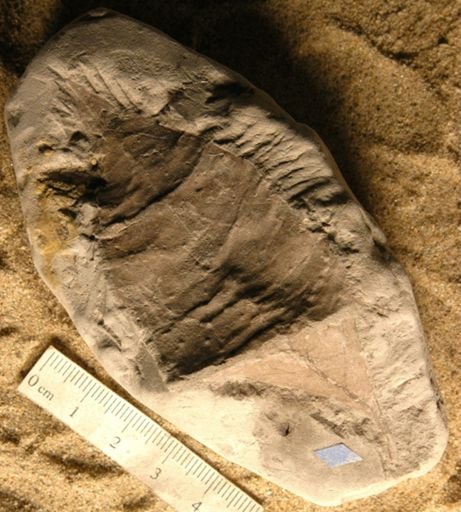Andromeda parlatorii