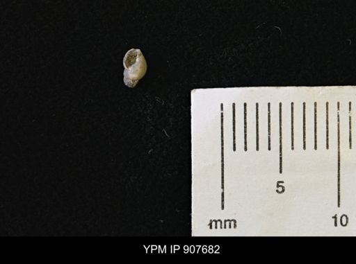Gastropoda