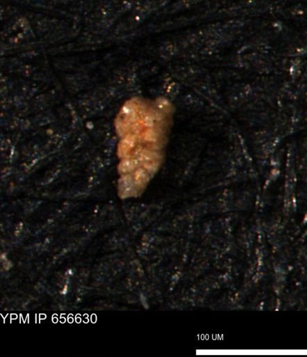 Verneuilina canadensis