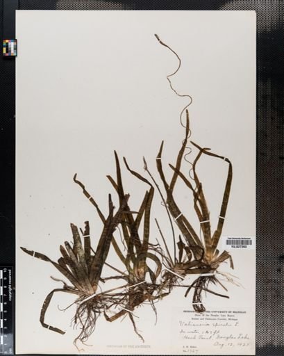 Vallisneria americana