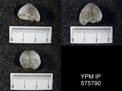 Rhynchotrema capax