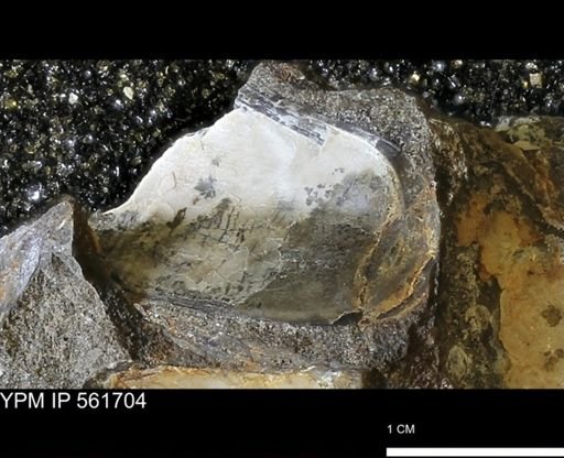 Phelopteria?