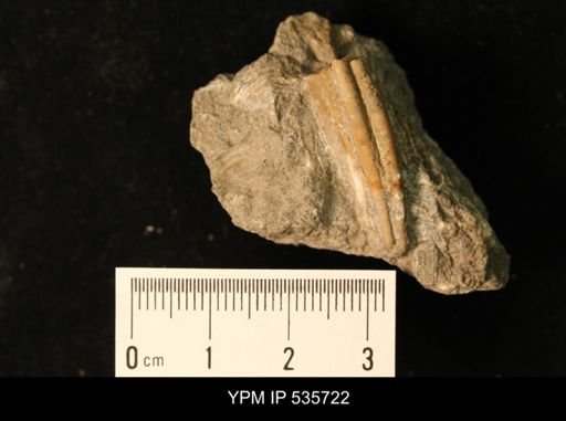 undet. Crinoidea