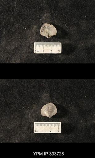 Athyris sp.