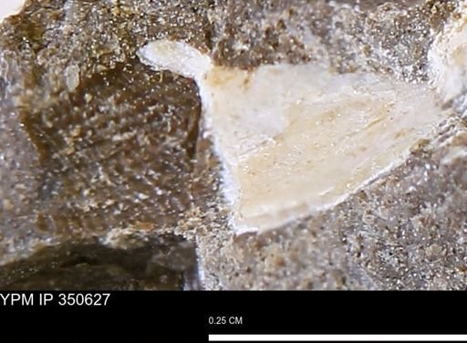 undet. Bivalvia