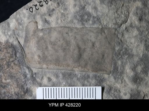Eurypterida