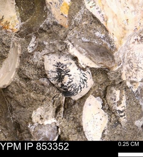 Limopsis striatopunctatus