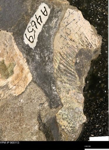 Hoploscaphites sp.