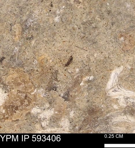 taxon undetermined