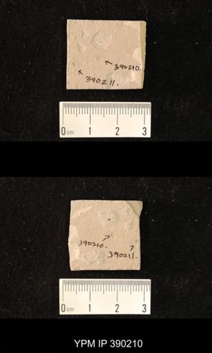 undet. Hymenoptera
